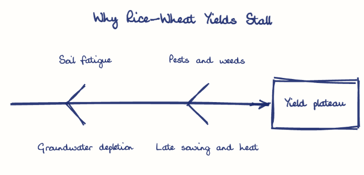 Hand-drawn diagram: Why Rice-Wheat Yields Stall. Why Rice-Wheat Yields Stall. Diagram (fishbone): Why Rice-Wheat Yields Stall; Yield plateau; Soil fatigue; Groundwater depletion; Pests and weeds; Late sowing and heat