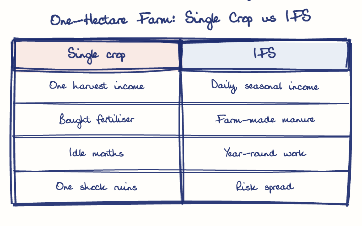 Hand-drawn diagram: One-Hectare Farm: Single Crop vs IFS. One-Hectare Farm: Single Crop vs IFS. Comparison of Single crop and IFS