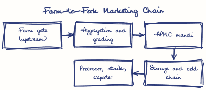 Hand-drawn diagram: Farm-to-Fork Marketing Chain. Farm-to-Fork Marketing Chain. Flow: Farm gate (upstream) → Aggregation and grading → APMC mandi → Storage and cold chain → Processor, retailer, exporter