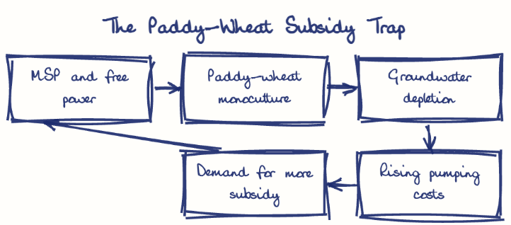 Hand-drawn diagram: The Paddy-Wheat Subsidy Trap. The Paddy-Wheat Subsidy Trap. Flow: MSP and free power → Paddy-wheat monoculture → Groundwater depletion → Rising pumping costs → Demand for more subsidy → (back to start)