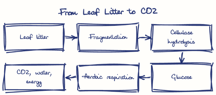Hand-drawn diagram: From Leaf Litter to CO2. From Leaf Litter to CO2. Flow: Leaf litter → Fragmentation → Cellulase hydrolysis → Glucose → Aerobic respiration → CO2, water, energy