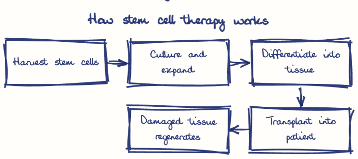 Hand-drawn diagram: How stem cell therapy works. How stem cell therapy works. Flow: Harvest stem cells → Culture and expand → Differentiate into tissue → Transplant into patient → Damaged tissue regenerates