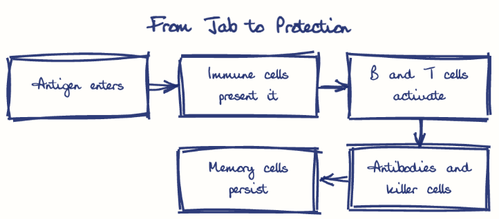 Hand-drawn diagram: From Jab to Protection. From Jab to Protection. Flow: Antigen enters → Immune cells present it → B and T cells activate → Antibodies and killer cells → Memory cells persist