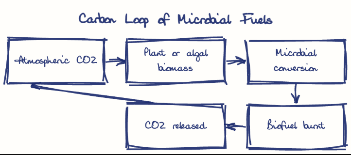 Hand-drawn diagram: Carbon Loop of Microbial Fuels. Carbon Loop of Microbial Fuels. Flow: Atmospheric CO2 → Plant or algal biomass → Microbial conversion → Biofuel burnt → CO2 released → (back to start)