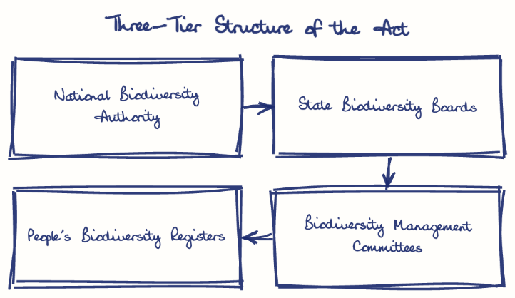 Hand-drawn diagram: Three-Tier Structure of the Act. Three-Tier Structure of the Act. Flow: National Biodiversity Authority → State Biodiversity Boards → Biodiversity Management Committees → People's Biodiversity Registers