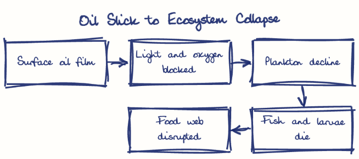 Hand-drawn diagram: Oil Slick to Ecosystem Collapse. Oil Slick to Ecosystem Collapse. Flow: Surface oil film → Light and oxygen blocked → Plankton decline → Fish and larvae die → Food web disrupted