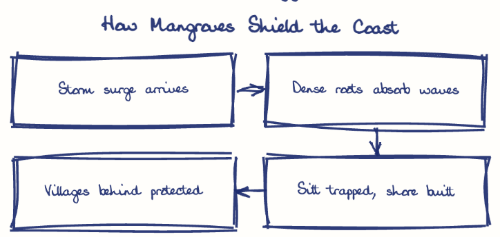 Hand-drawn diagram: How Mangroves Shield the Coast. How Mangroves Shield the Coast. Flow: Storm surge arrives → Dense roots absorb waves → Silt trapped, shore built → Villages behind protected
