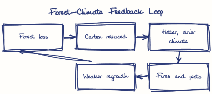 Hand-drawn diagram: Forest-Climate Feedback Loop. Forest-Climate Feedback Loop. Flow: Forest loss → Carbon released → Hotter, drier climate → Fires and pests → Weaker regrowth → (back to start)