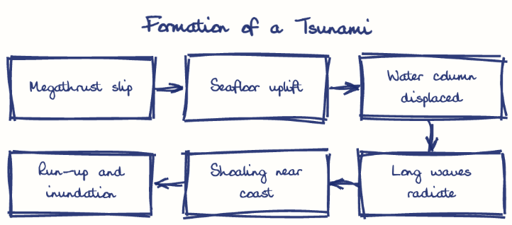 Hand-drawn diagram: Formation of a Tsunami. Formation of a Tsunami. Flow: Megathrust slip → Seafloor uplift → Water column displaced → Long waves radiate → Shoaling near coast → Run-up and inundation
