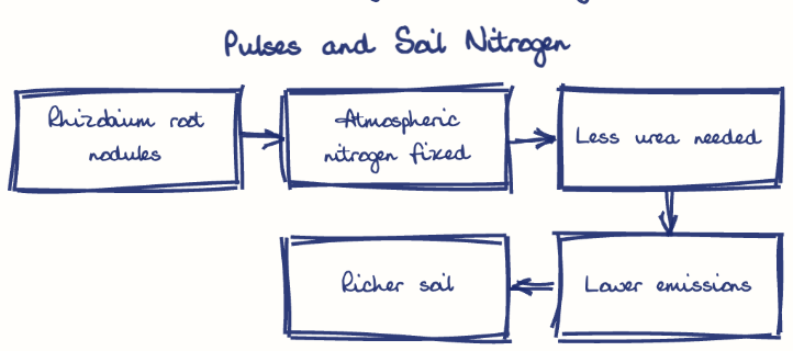 Hand-drawn diagram: Pulses and Soil Nitrogen. Pulses and Soil Nitrogen. Flow: Rhizobium root nodules → Atmospheric nitrogen fixed → Less urea needed → Lower emissions → Richer soil