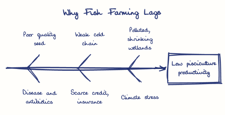Hand-drawn diagram: Why Fish Farming Lags. Why Fish Farming Lags. Diagram (fishbone): Why Fish Farming Lags; Low pisciculture productivity; Poor quality seed; Disease and antibiotics; Weak cold chain; Scarce credit, insurance; Polluted, shrinking wetlands; Climate stress