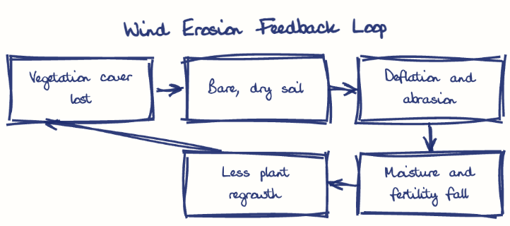 Hand-drawn diagram: Wind Erosion Feedback Loop. Wind Erosion Feedback Loop. Flow: Vegetation cover lost → Bare, dry soil → Deflation and abrasion → Moisture and fertility fall → Less plant regrowth → (back to start)