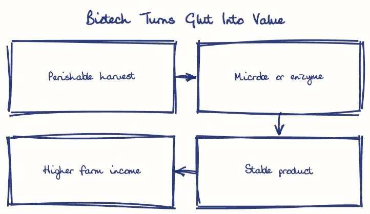 Hand-drawn diagram: Biotech Turns Glut Into Value. Biotech Turns Glut Into Value. Flow: Perishable harvest → Microbe or enzyme → Stable product → Higher farm income