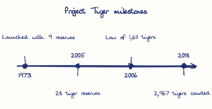 Hand-drawn diagram: Project Tiger milestones. Project Tiger milestones. Diagram (timeline): Project Tiger milestones; 1973; Launched with 9 reserves; 2005; 28 tiger reserves; 2006; Low of 1,411 tigers; 2018; 2,967 tigers counted
