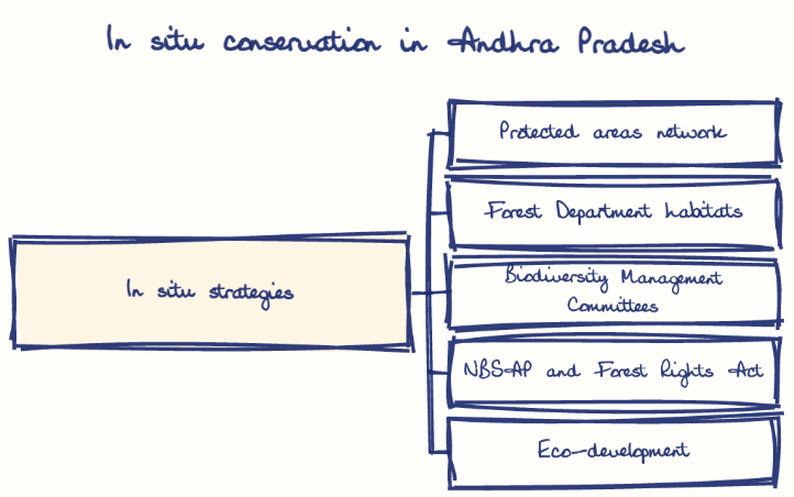 Hand-drawn diagram: In situ conservation in Andhra Pradesh. In situ conservation in Andhra Pradesh. Diagram (tree): In situ conservation in Andhra Pradesh; In situ strategies; Protected areas network; Forest Department habitats; Biodiversity Management Committees; NBSAP and Forest Rights Act; Eco-development