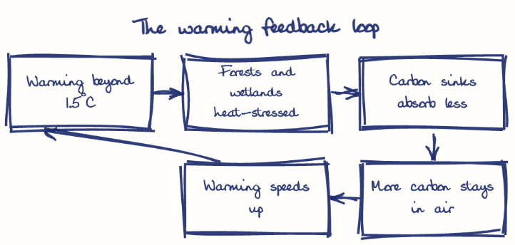 Hand-drawn diagram: The warming feedback loop. The warming feedback loop. Flow: Warming beyond 1.5°C → Forests and wetlands heat-stressed → Carbon sinks absorb less → More carbon stays in air → Warming speeds up → (back to start)