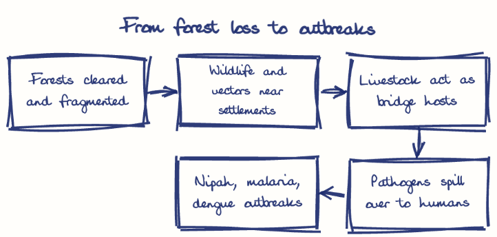 Hand-drawn diagram: From forest loss to outbreaks. From forest loss to outbreaks. Flow: Forests cleared and fragmented → Wildlife and vectors near settlements → Livestock act as bridge hosts → Pathogens spill over to humans → Nipah, malaria, dengue outbreaks