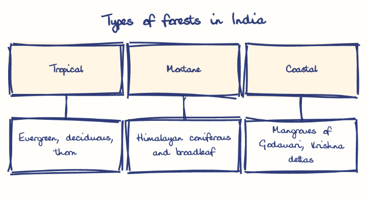 Hand-drawn diagram: Types of forests in India. Types of forests in India. Diagram (tree): Types of forests in India; Tropical; Evergreen, deciduous, thorn; Montane; Himalayan coniferous and broadleaf; Coastal; Mangroves of Godavari, Krishna deltas
