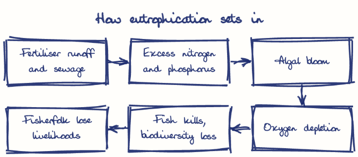 Hand-drawn diagram: How eutrophication sets in. How eutrophication sets in. Flow: Fertiliser runoff and sewage → Excess nitrogen and phosphorus → Algal bloom → Oxygen depletion → Fish kills, biodiversity loss → Fisherfolk lose livelihoods