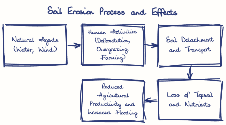 Hand-drawn diagram: Soil Erosion Process and Effects. Soil Erosion Process and Effects. Flow: Natural Agents (Water, Wind) → Human Activities (Deforestation, Overgrazing, Farming) → Soil Detachment and Transport → Loss of Topsoil and Nutrients → Reduced Agricultural Productivity and Increased Flooding