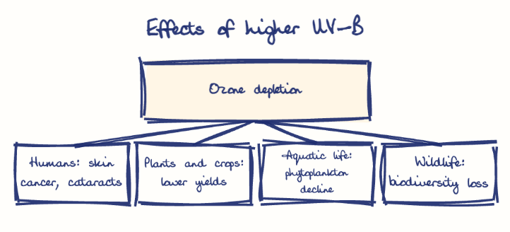 Hand-drawn diagram: Effects of higher UV-B. Effects of higher UV-B. Diagram (tree): Effects of higher UV-B; Ozone depletion; Humans: skin cancer, cataracts; Plants and crops: lower yields; Aquatic life: phytoplankton decline; Wildlife: biodiversity loss