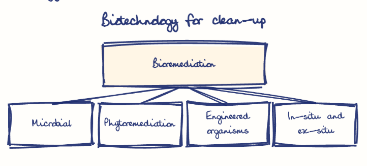Hand-drawn diagram: Biotechnology for clean-up. Biotechnology for clean-up. Diagram (tree): Biotechnology for clean-up; Bioremediation; Microbial; Phytoremediation; Engineered organisms; In-situ and ex-situ