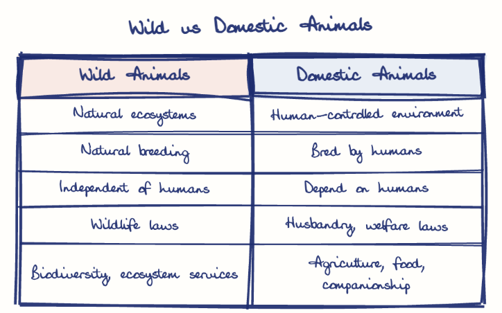 Hand-drawn diagram: Wild vs Domestic Animals. Wild vs Domestic Animals. Comparison of Wild Animals and Domestic Animals