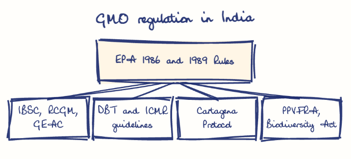 Hand-drawn diagram: GMO regulation in India. GMO regulation in India. Diagram (tree): GMO regulation in India; EPA 1986 and 1989 Rules; IBSC, RCGM, GEAC; DBT and ICMR guidelines; Cartagena Protocol; PPVFRA, Biodiversity Act