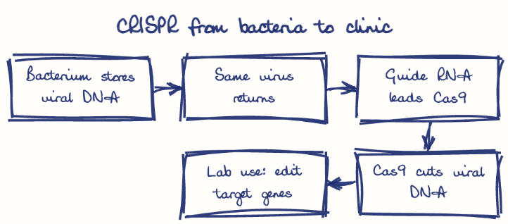 Hand-drawn diagram: CRISPR from bacteria to clinic. CRISPR from bacteria to clinic. Flow: Bacterium stores viral DNA → Same virus returns → Guide RNA leads Cas9 → Cas9 cuts viral DNA → Lab use: edit target genes