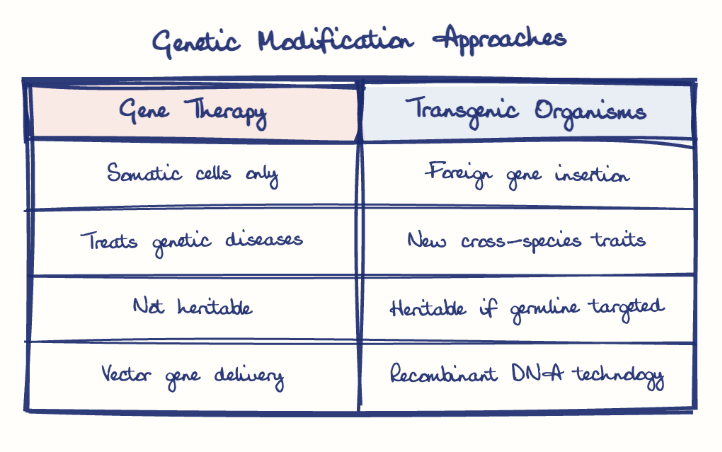 Hand-drawn diagram: Genetic Modification Approaches. Genetic Modification Approaches. Comparison of Gene Therapy and Transgenic Organisms