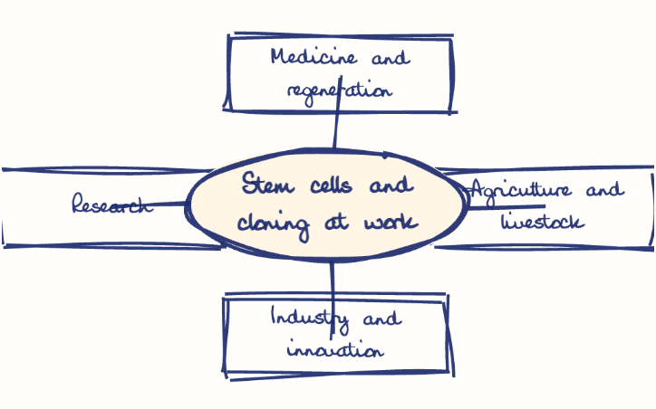 Hand-drawn diagram: Stem cells and cloning at work. Mind map. Stem cells and cloning at work: Medicine and regeneration; Agriculture and livestock; Industry and innovation; Research