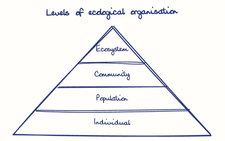 Hand-drawn diagram: Levels of ecological organisation. Levels of ecological organisation. Pyramid, top to bottom: Ecosystem, Community, Population, Individual