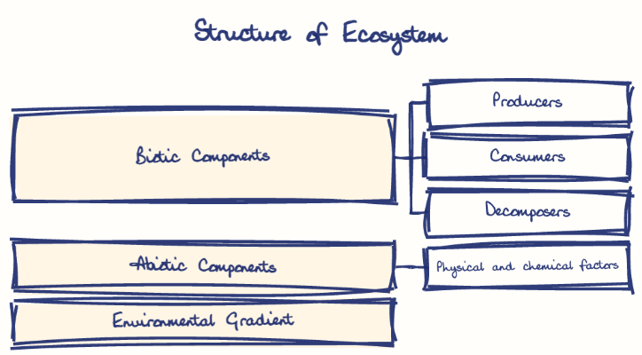 Hand-drawn diagram: Structure of Ecosystem. Structure of Ecosystem. Diagram (tree): Structure of Ecosystem; Biotic Components; Producers; Consumers; Decomposers; Abiotic Components; Physical and chemical factors; Environmental Gradient