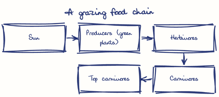 Hand-drawn diagram: A grazing food chain. A grazing food chain. Flow: Sun → Producers (green plants) → Herbivores → Carnivores → Top carnivores