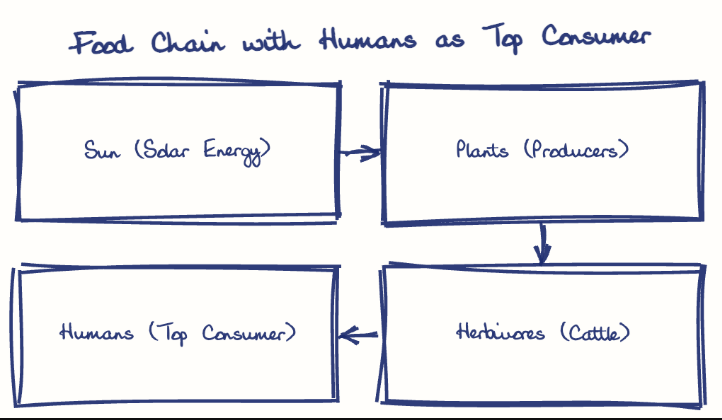 Hand-drawn diagram: Food Chain with Humans as Top Consumer. Food Chain with Humans as Top Consumer. Flow: Sun (Solar Energy) → Plants (Producers) → Herbivores (Cattle) → Humans (Top Consumer)
