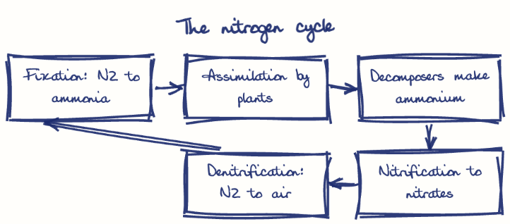 Hand-drawn diagram: The nitrogen cycle. The nitrogen cycle. Flow: Fixation: N2 to ammonia → Assimilation by plants → Decomposers make ammonium → Nitrification to nitrates → Denitrification: N2 to air → (back to start)