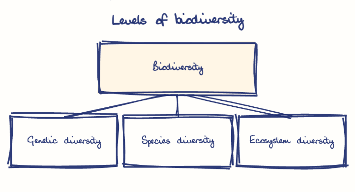 Hand-drawn diagram: Levels of biodiversity. Levels of biodiversity. Diagram (tree): Levels of biodiversity; Biodiversity; Genetic diversity; Species diversity; Ecosystem diversity