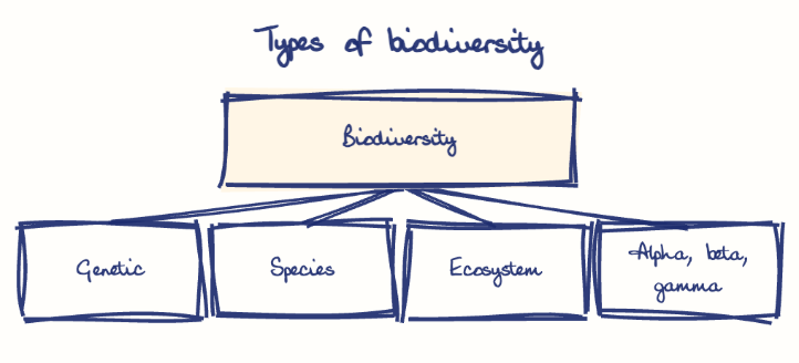 Hand-drawn diagram: Types of biodiversity. Types of biodiversity. Diagram (tree): Types of biodiversity; Biodiversity; Genetic; Species; Ecosystem; Alpha, beta, gamma