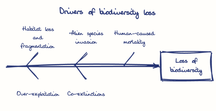Hand-drawn diagram: Drivers of biodiversity loss. Drivers of biodiversity loss. Diagram (fishbone): Drivers of biodiversity loss; Loss of biodiversity; Habitat loss and fragmentation; Over-exploitation; Alien species invasion; Co-extinctions; Human-caused mortality