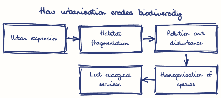 Hand-drawn diagram: How urbanisation erodes biodiversity. How urbanisation erodes biodiversity. Flow: Urban expansion → Habitat fragmentation → Pollution and disturbance → Homogenisation of species → Lost ecological services
