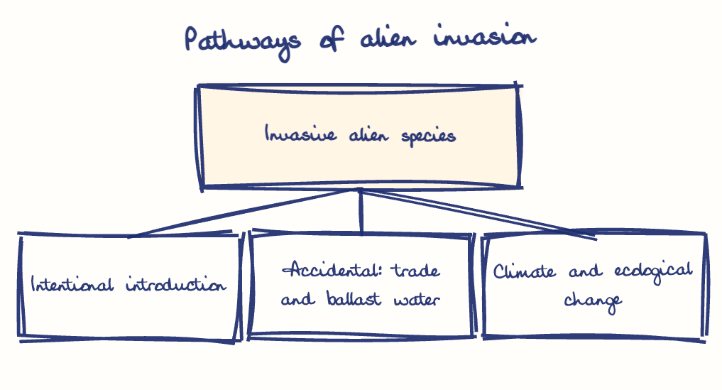 Hand-drawn diagram: Pathways of alien invasion. Pathways of alien invasion. Diagram (tree): Pathways of alien invasion; Invasive alien species; Intentional introduction; Accidental: trade and ballast water; Climate and ecological change