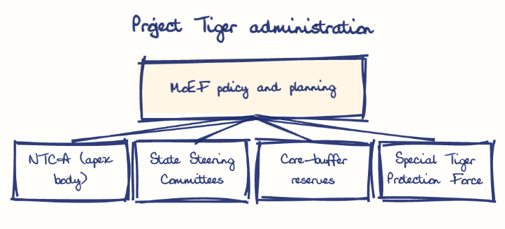 Hand-drawn diagram: Project Tiger administration. Project Tiger administration. Diagram (tree): Project Tiger administration; MoEF policy and planning; NTCA (apex body); State Steering Committees; Core-buffer reserves; Special Tiger Protection Force