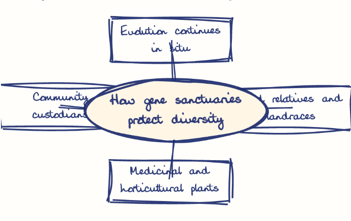 Hand-drawn diagram: How gene sanctuaries protect diversity. Mind map. How gene sanctuaries protect diversity: Evolution continues in situ; Wild relatives and landraces; Medicinal and horticultural plants; Community custodians