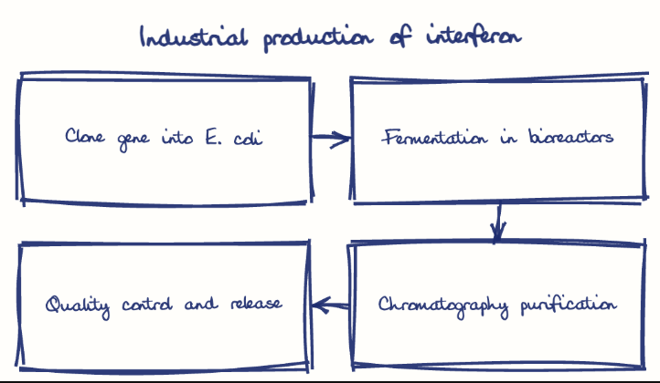 Hand-drawn diagram: Industrial production of interferon. Industrial production of interferon. Flow: Clone gene into E. coli → Fermentation in bioreactors → Chromatography purification → Quality control and release