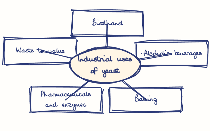 Hand-drawn diagram: Industrial uses of yeast. Mind map. Industrial uses of yeast: Bioethanol; Alcoholic beverages; Baking; Pharmaceuticals and enzymes; Waste to value