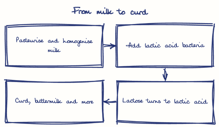 Hand-drawn diagram: From milk to curd. From milk to curd. Flow: Pasteurise and homogenise milk → Add lactic acid bacteria → Lactose turns to lactic acid → Curd, buttermilk and more