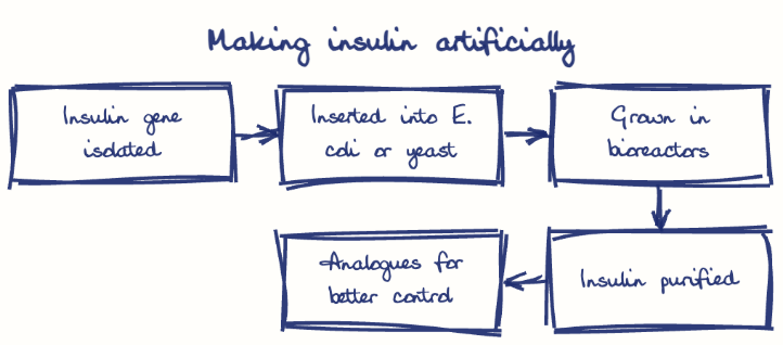Hand-drawn diagram: Making insulin artificially. Making insulin artificially. Flow: Insulin gene isolated → Inserted into E. coli or yeast → Grown in bioreactors → Insulin purified → Analogues for better control