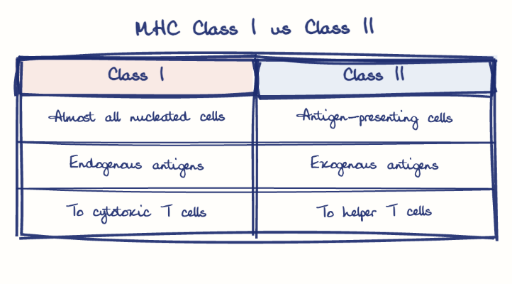 Hand-drawn diagram: MHC Class I vs Class II. MHC Class I vs Class II. Comparison of Class I and Class II