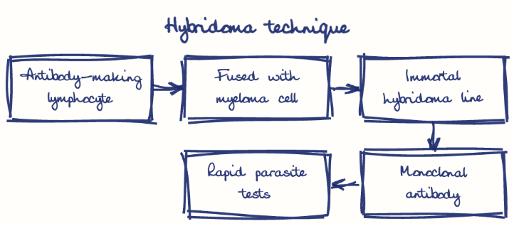 Hand-drawn diagram: Hybridoma technique. Hybridoma technique. Flow: Antibody-making lymphocyte → Fused with myeloma cell → Immortal hybridoma line → Monoclonal antibody → Rapid parasite tests
