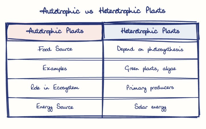 Hand-drawn diagram: Autotrophic vs Heterotrophic Plants. Autotrophic vs Heterotrophic Plants. Comparison of Autotrophic Plants and Heterotrophic Plants